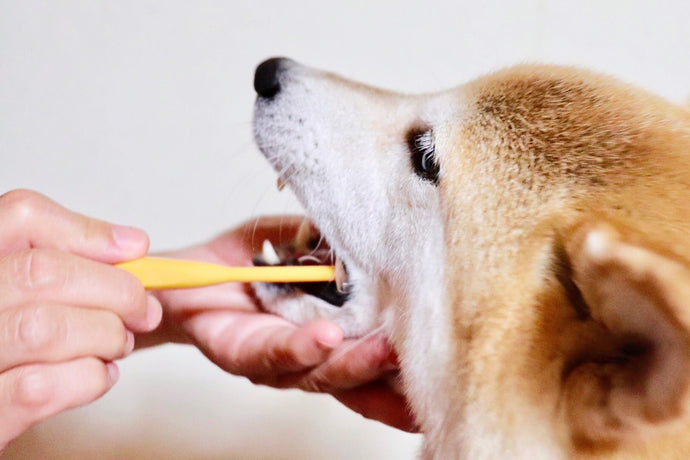 愛犬の健康寿命をのばす歯みがき習慣とは？